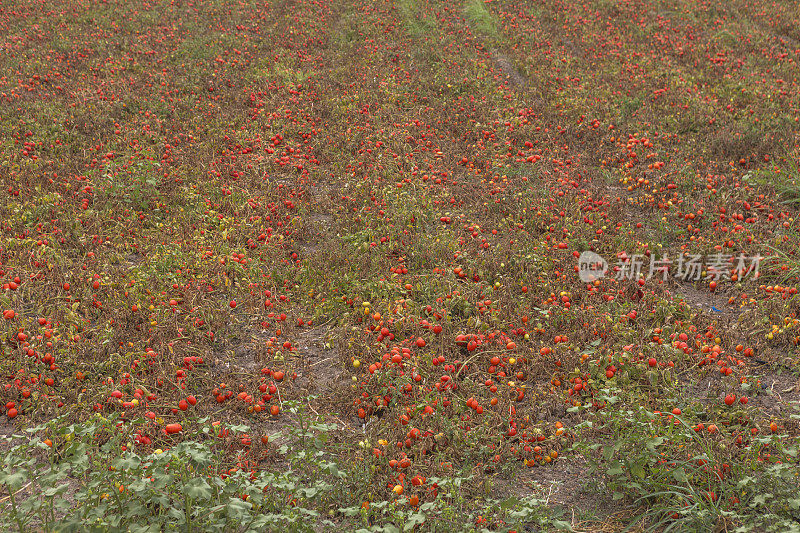 有机番茄蔬菜水果糕点在田野采摘附近banddirma balikesir火鸡